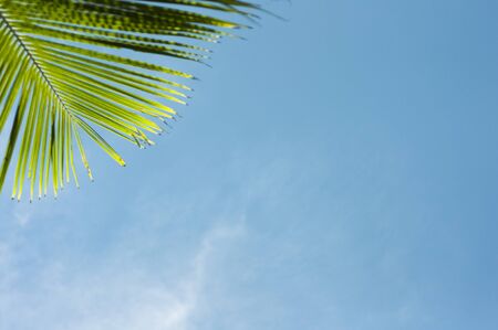 blue sky and cloudy with coconut leaf,copy space.の写真素材