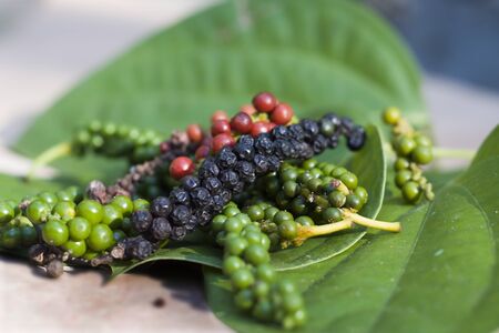 Close-up of black pepper,green fresh,ripe and green leaf on wood floor.の写真素材