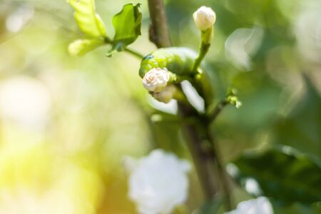 Caterpillar, Big green worm, Giant green worm on the green leaf background and white flower with the selective focus.の写真素材