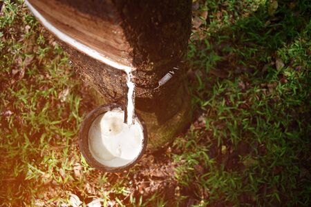 Close-up of rubber tree that is tapping rubber And there is a drop of latex with selective focus.の写真素材
