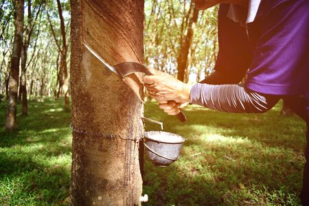 Close-up of rubber planters are tapping rubber with a rubber tapping knife in the morning with selective focus.の写真素材