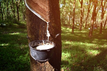 Close-up of rubber tree that is tapping rubber And there is a drop of latex with selective focus.の写真素材