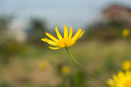 Chrysanthemum flower on nature background,selective  focus.の写真素材