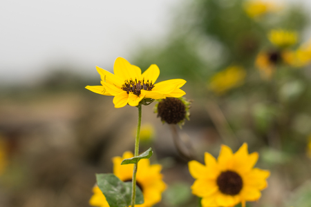 Chrysanthemum flower on nature background,selective  focus.の写真素材