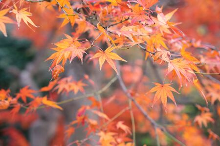 Red leaves in autumn,Red maple foliageの写真素材