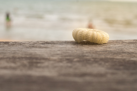 Place shells on old wooden board with a sea background.の写真素材