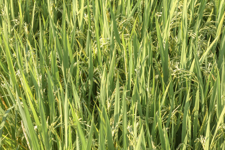 Rice field in the morning, closeup of rice seedlingsの写真素材