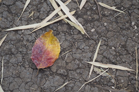 dry leaf on ground in autumnの写真素材