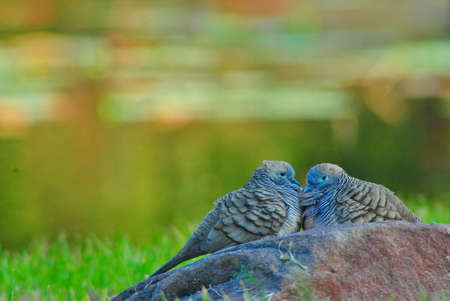 The twin birds
