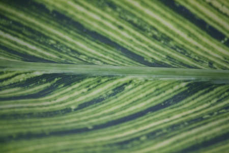 leaf textureの写真素材