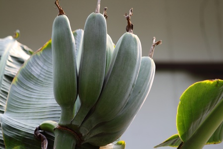 The green bananasの写真素材