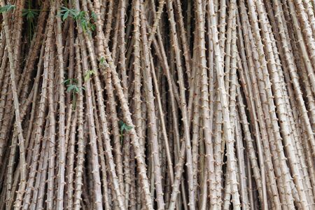 Cassava in Thailandの写真素材