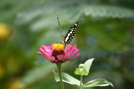 butterfly and flower
