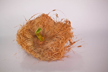 Coconut in Thailandの写真素材