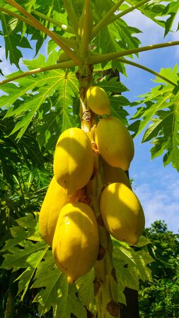 Saranrom Park is the beautiful garden in Bangkok Thailand.の写真素材