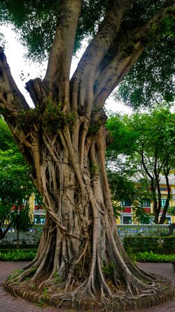 Saranrom Park is the beautiful garden in Bangkok Thailand.の写真素材