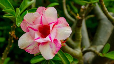 Beautiful flower on the garden along the way