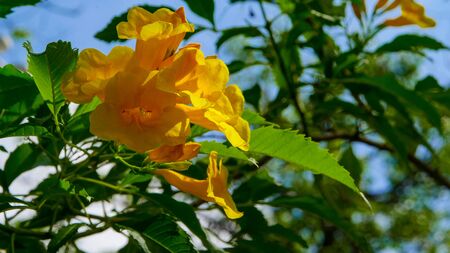 Beautiful flower on the garden along the wayの写真素材