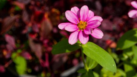 Beautiful flower on the garden along the wayの写真素材