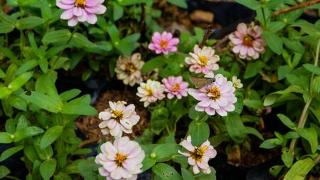 Beautiful flower on the garden along the wayの写真素材