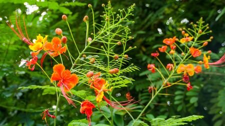 Beautiful flower on the garden along the wayの写真素材