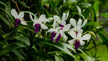 Beautiful flower on the garden along the wayの写真素材