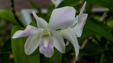 Beautiful flower on the garden along the wayの写真素材
