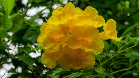 Beautiful flower on the garden along the wayの写真素材