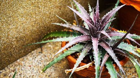 Desert cactus species close up pictures have many different shapes and beautiful form on tropical landscapeの写真素材