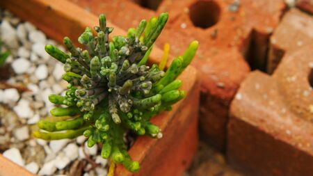 Desert cactus species close up pictures have many different shapes and beautiful form on tropical landscapeの写真素材