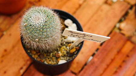 Desert cactus species close up pictures have many different shapes and beautiful form on tropical landscapeの写真素材