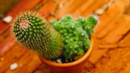 Desert cactus species close up pictures have many different shapes and beautiful form on tropical landscapeの写真素材