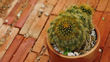 Desert cactus species close up pictures have many different shapes and beautiful form on tropical landscapeの写真素材
