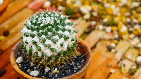 Desert cactus species close up pictures have many different shapes and beautiful form on tropical landscapeの写真素材