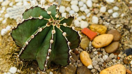 Desert cactus species close up pictures have many different shapes and beautiful form on tropical landscapeの写真素材