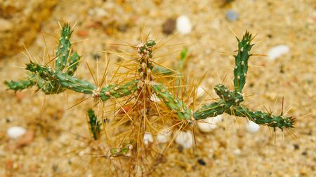 Desert cactus species close up pictures have many different shapes and beautiful form on tropical landscapeの写真素材