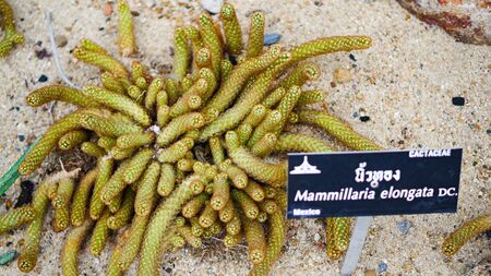 Desert cactus species close up pictures have many different shapes and beautiful form on tropical landscapeの写真素材