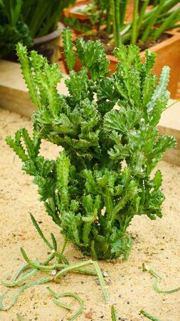 Desert cactus species close up pictures have many different shapes and beautiful form on tropical landscapeの写真素材