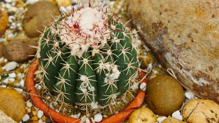 Desert cactus species close up pictures have many different shapes and beautiful form on tropical landscapeの写真素材