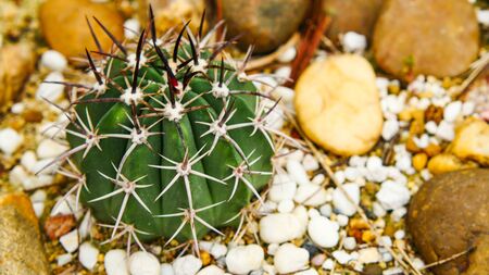 Desert cactus species close up pictures have many different shapes and beautiful form on tropical landscapeの写真素材