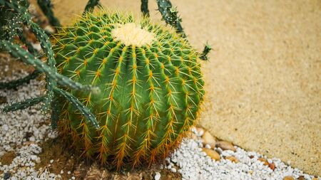 Desert cactus species close up pictures have many different shapes and beautiful form on tropical landscapeの写真素材