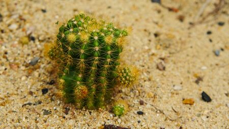 Desert cactus species close up pictures have many different shapes and beautiful form on tropical landscapeの写真素材