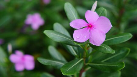 Beautiful colorful  flower close up blooming in the morning of the rainyの写真素材
