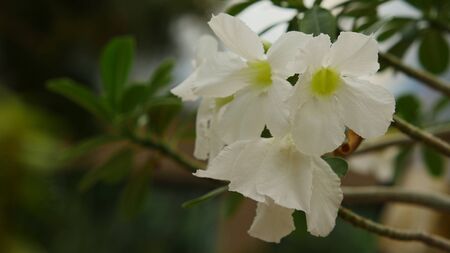 Beautiful colorful  flower close up blooming in the morning of the rainy seasonの写真素材