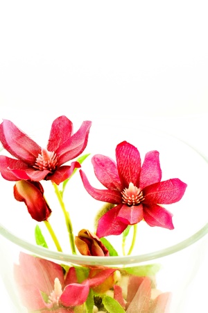 Studio Shot of Magenta Colored Cosmos Flowers Isolated on White Background  の写真素材