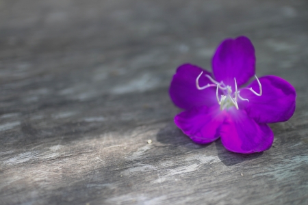 liverwort flowers on wooden table の写真素材