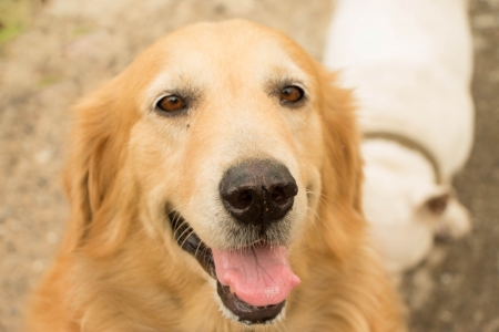 Dogの写真素材
