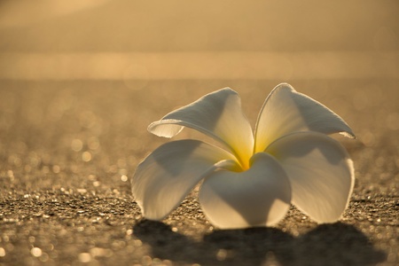 Whte Frangipani flower in the evening の写真素材