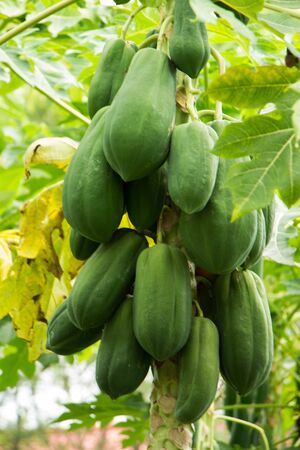 Bunch of Papayas hanging from the treeの写真素材