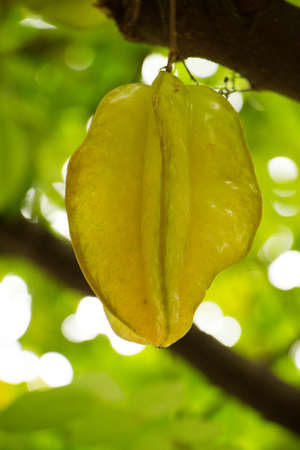 Starfruit or Carambola  Averrhoa carambola  on the treeの写真素材